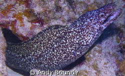 Spotted Moral Eel - there are a few of these guys around.... by Andy Boundy 